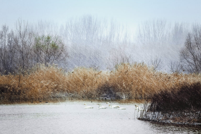Zhang Chuansong - Beauty-of-swans-2